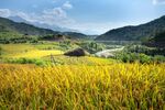 山区稻田