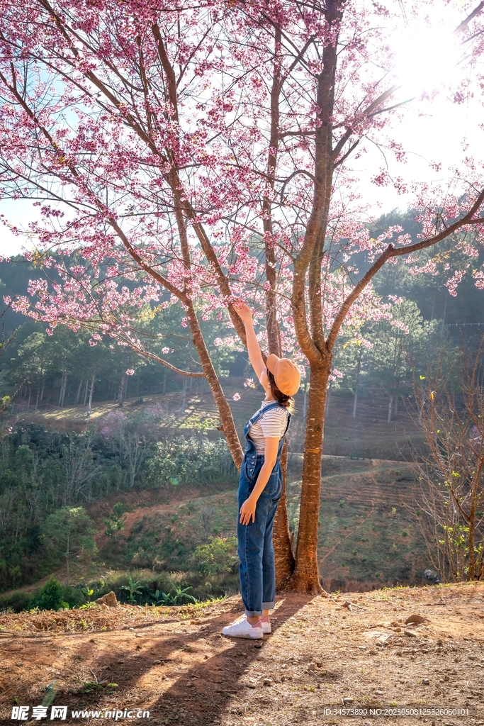 樱花树与姑娘