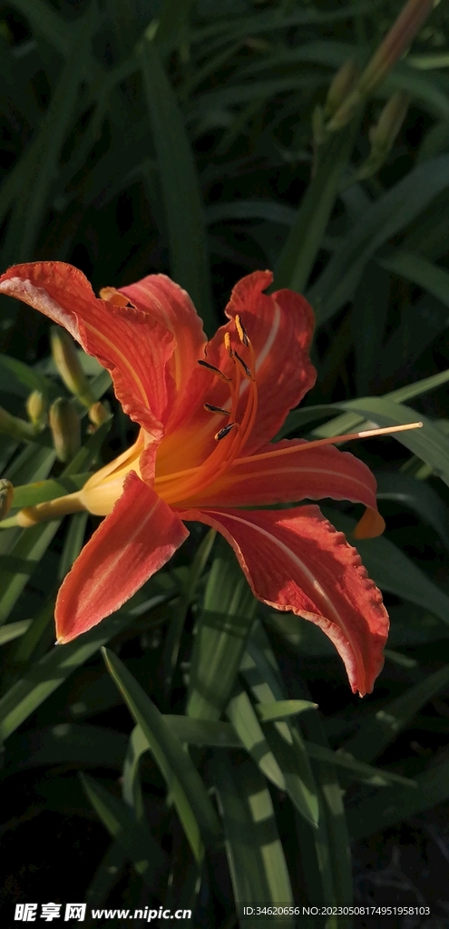 萱花