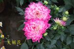 大丽花