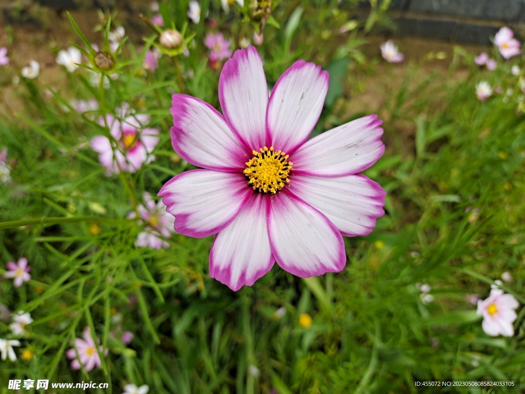 秋英 格桑花 大波斯菊