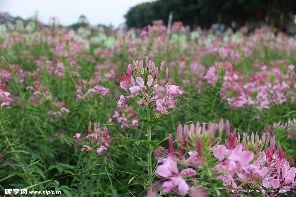 蝶醉花