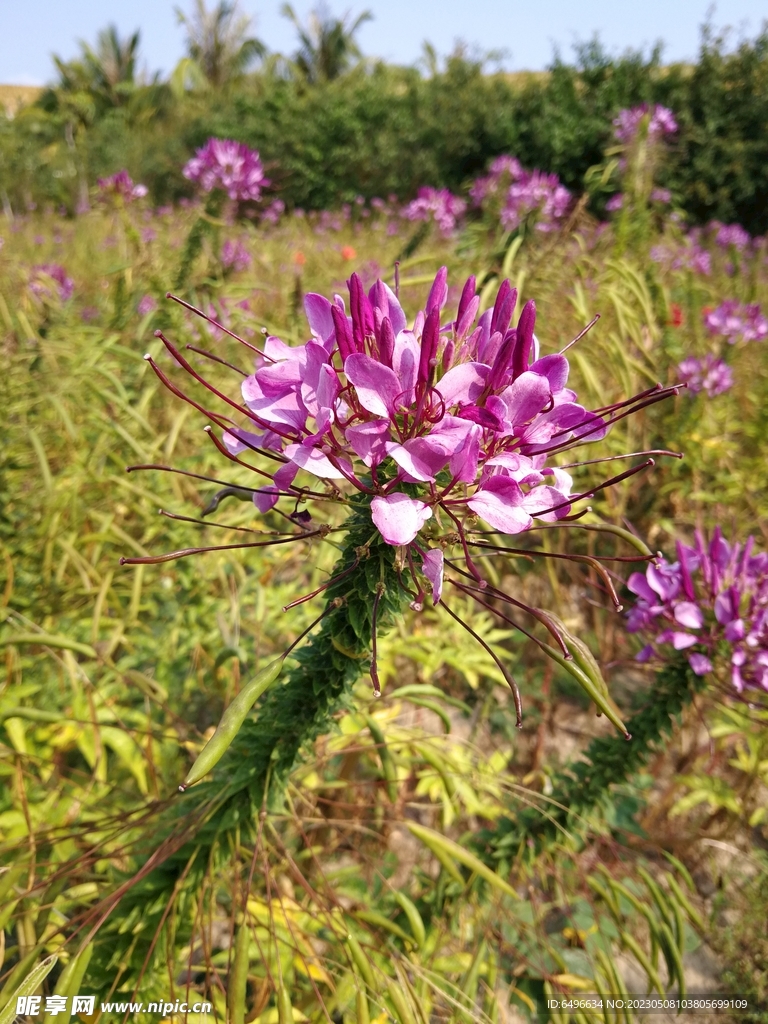 醉蝶花