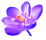 紫色花丁香花 科技