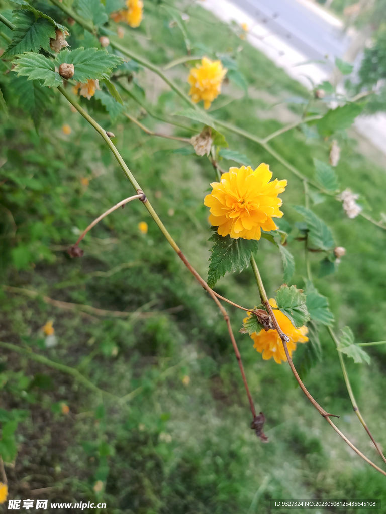 花朵