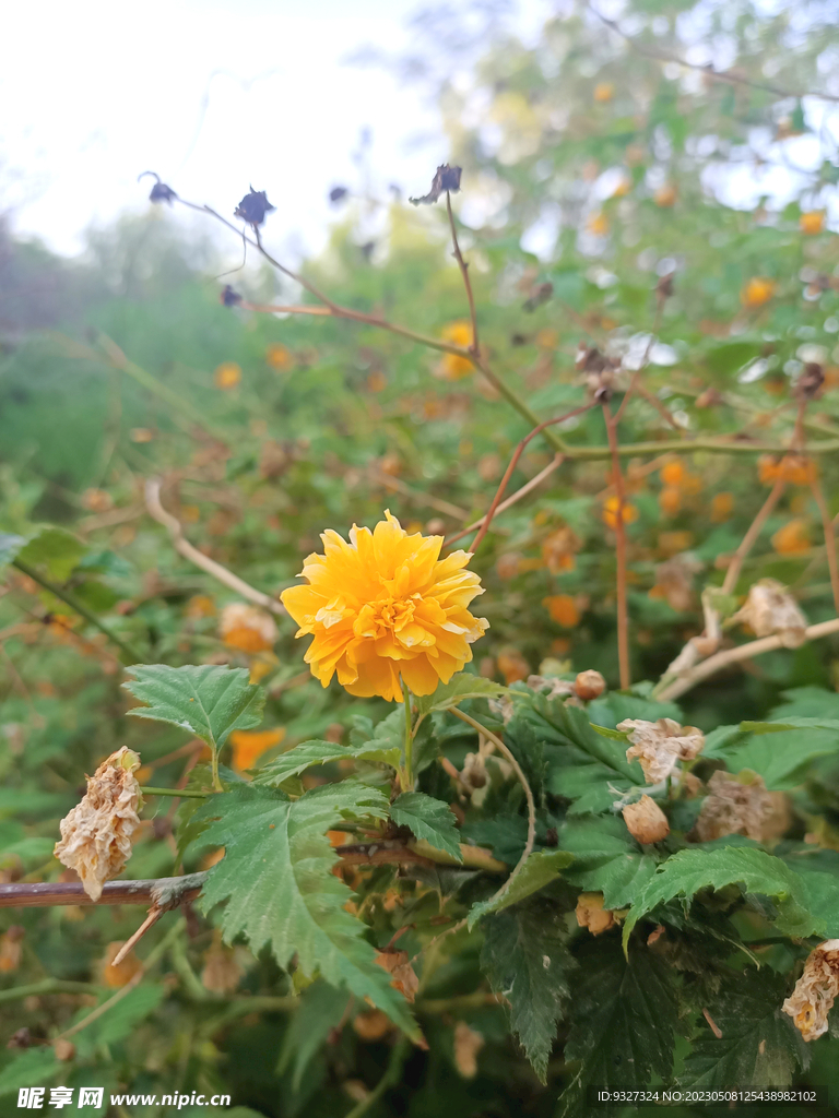黄花