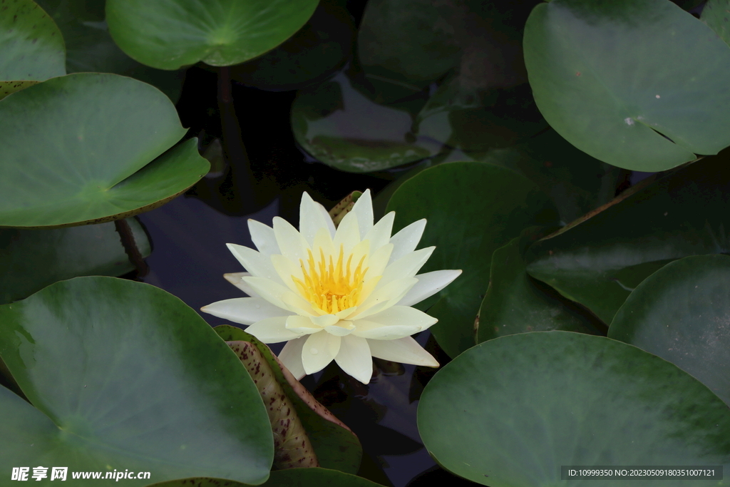 白色睡莲花