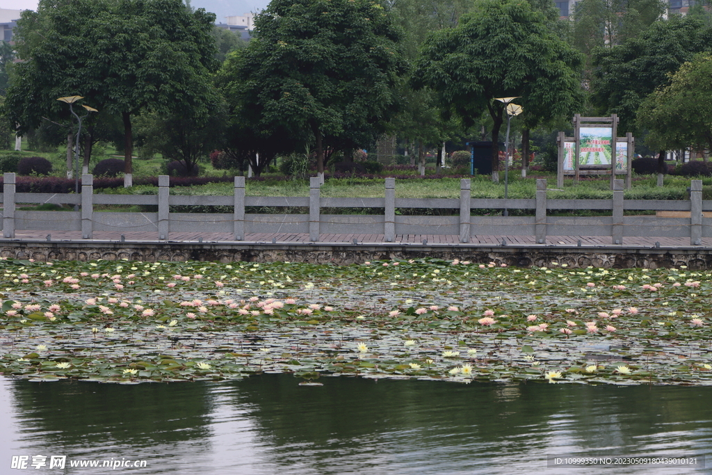 爱莲湖睡莲