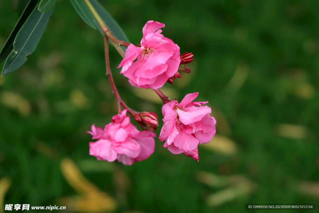 夹竹桃花