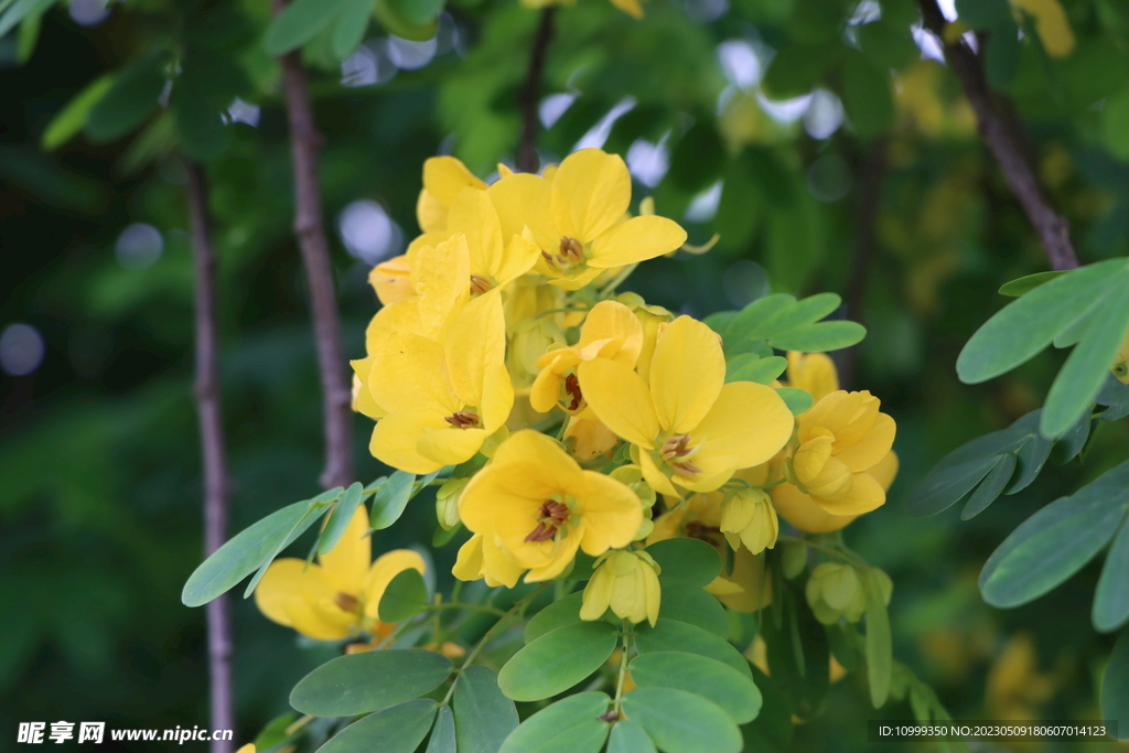 黄槐决明花