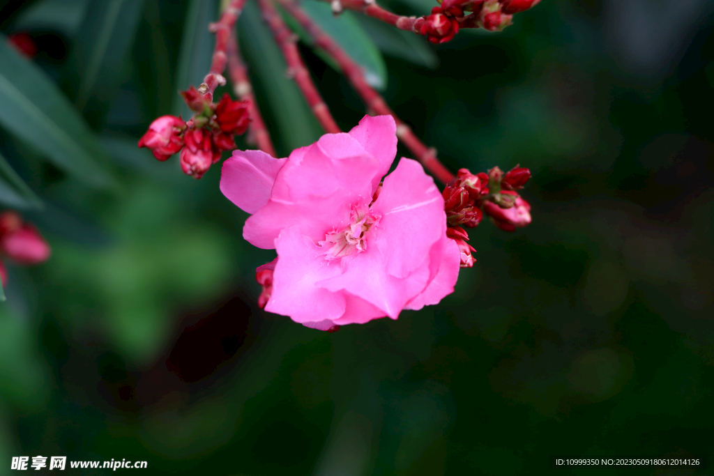 夹竹桃花