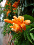 炮仗花