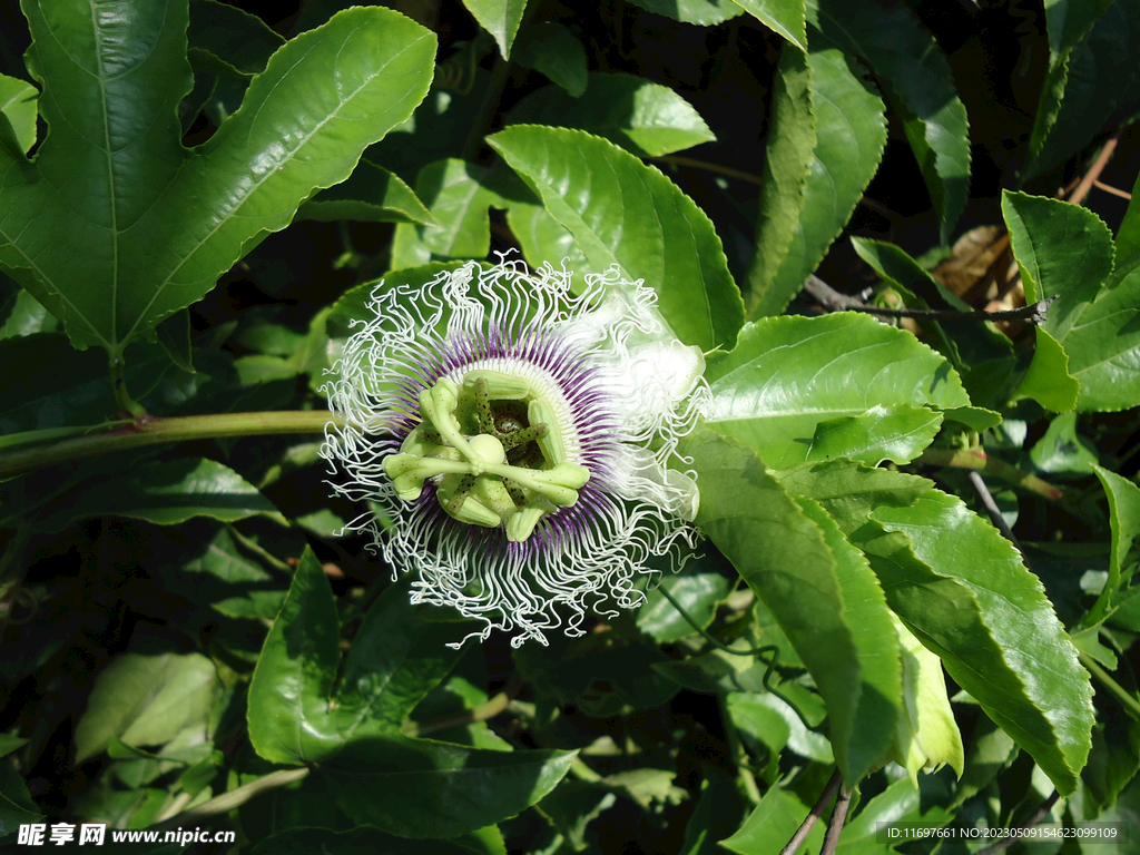 百香果花 