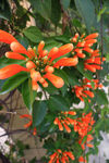 炮仗花 