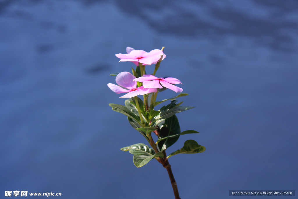 长春花 