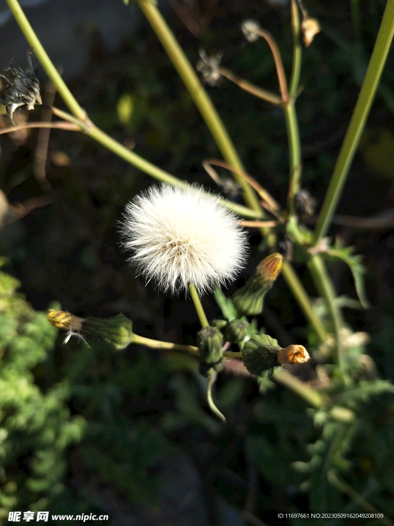 蒲公英花球