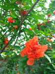 石榴花