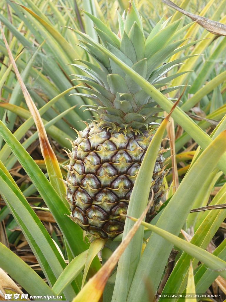 菠萝