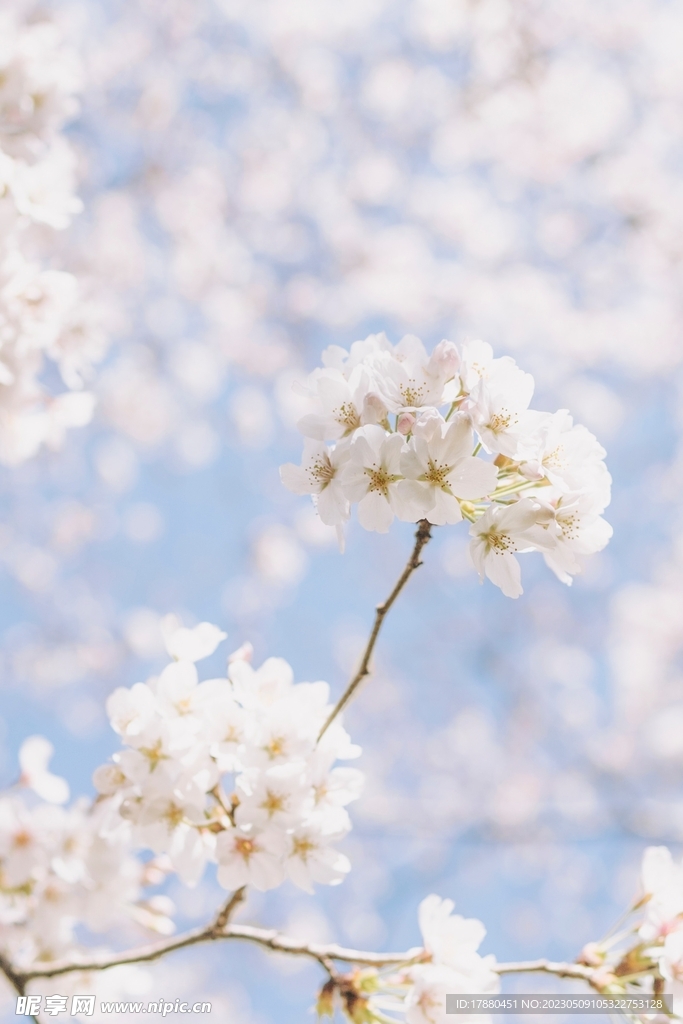 樱花