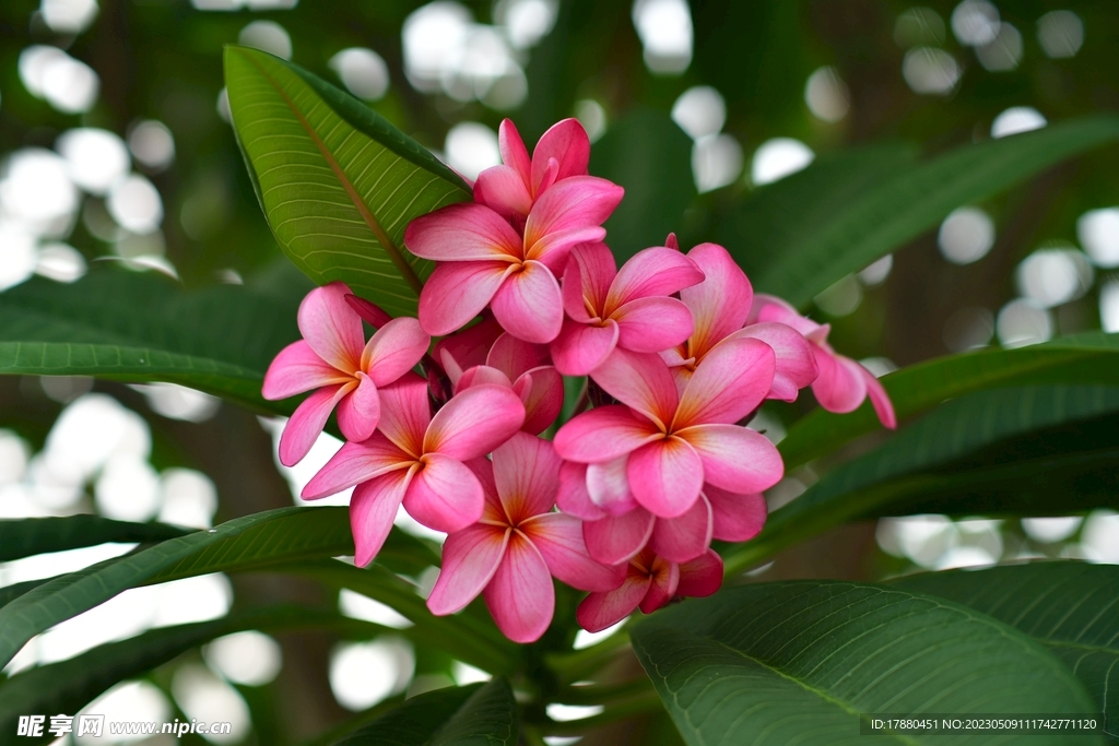 红鸡蛋花