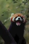 浣熊