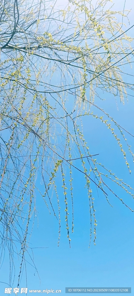 柳