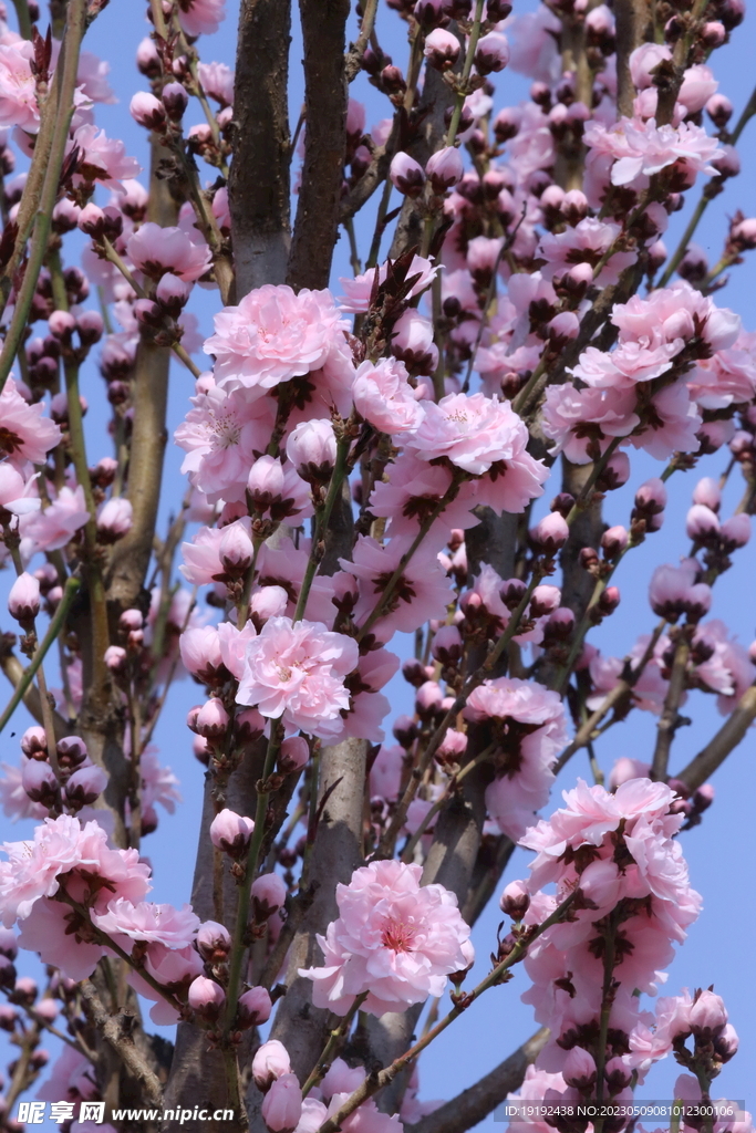 碧桃花