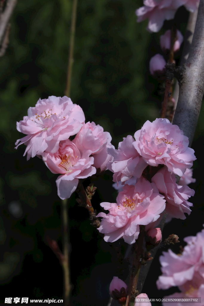 碧桃花 
