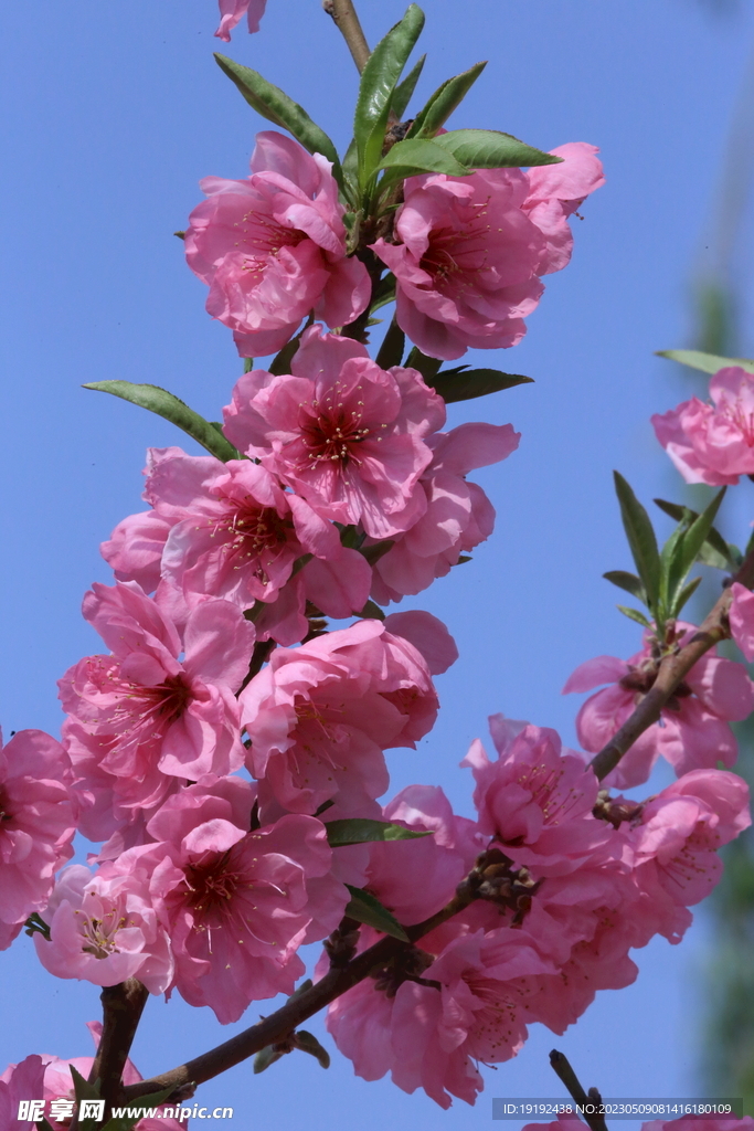 碧桃花 