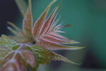 微距香椿 植物