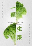 生菜