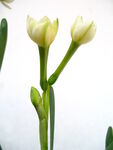 水仙花