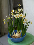 水仙花