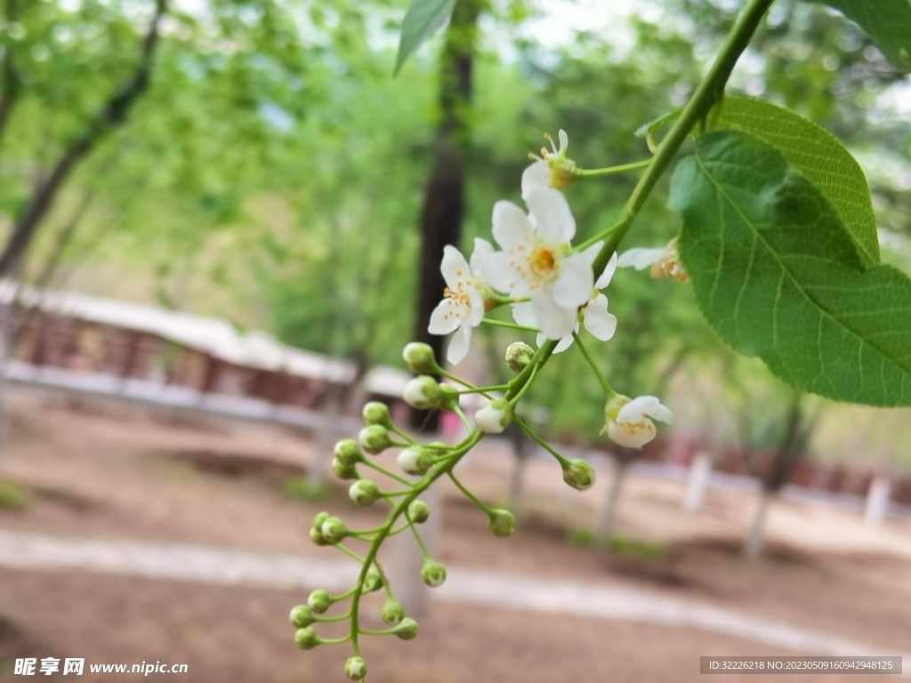 白色小花