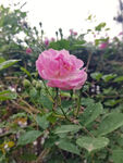 蔷薇花