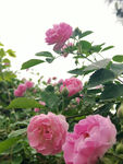蔷薇花