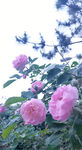 蔷薇花 