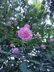 蔷薇花