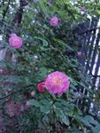 蔷薇花 