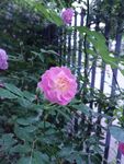蔷薇花 