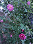 蔷薇花