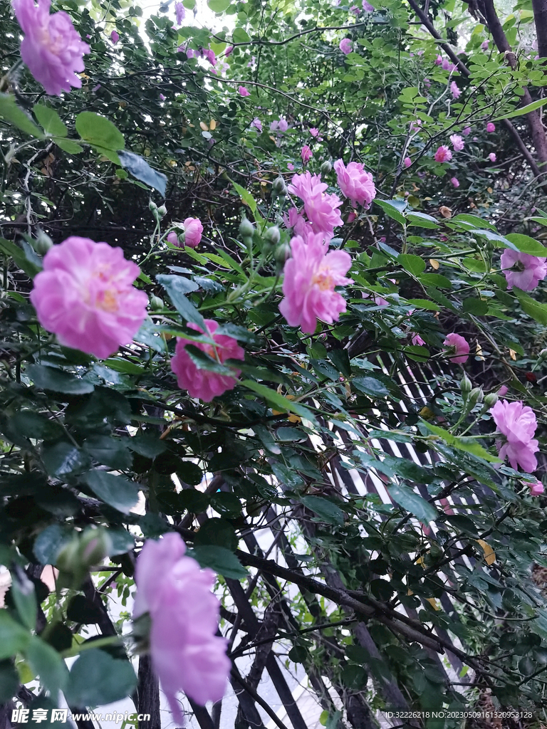 蔷薇花