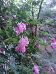 蔷薇花 