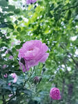 蔷薇花特写