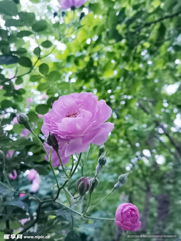 蔷薇花特写