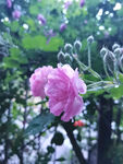 蔷薇花 