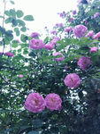 蔷薇花 