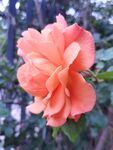 月季花特写