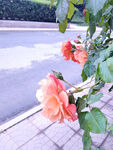 月季花 