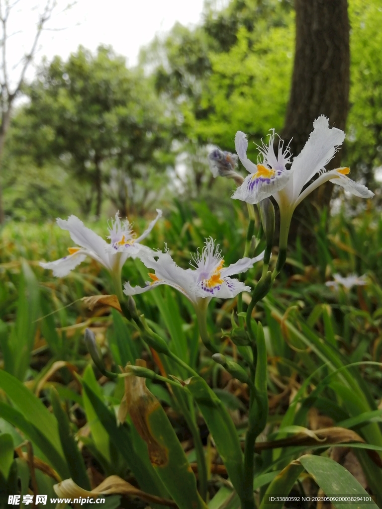 鸢尾花